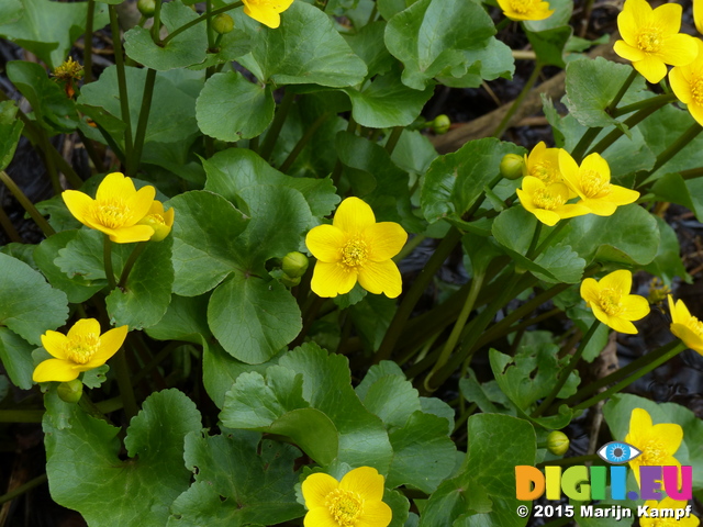 FZ012545 Marsh Marigold (Caltha palustris)